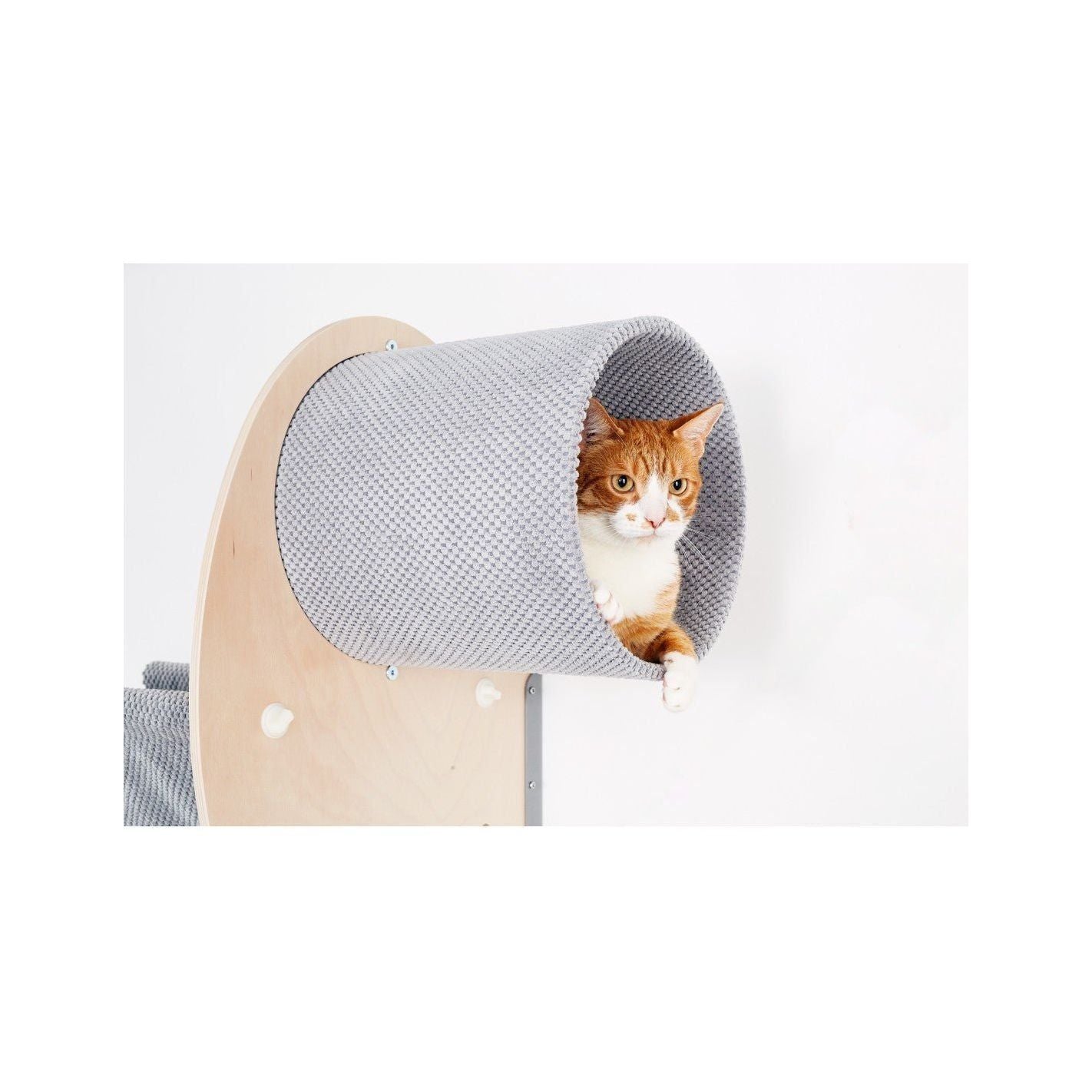 Cosy and Dozy - Catwalk Play - Askmy4Cats
