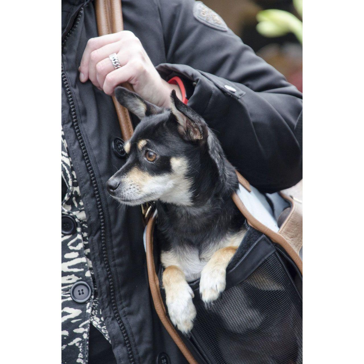 InnoPet® Hundetasche/Katzentasche "Urban" - Askmy4Cats