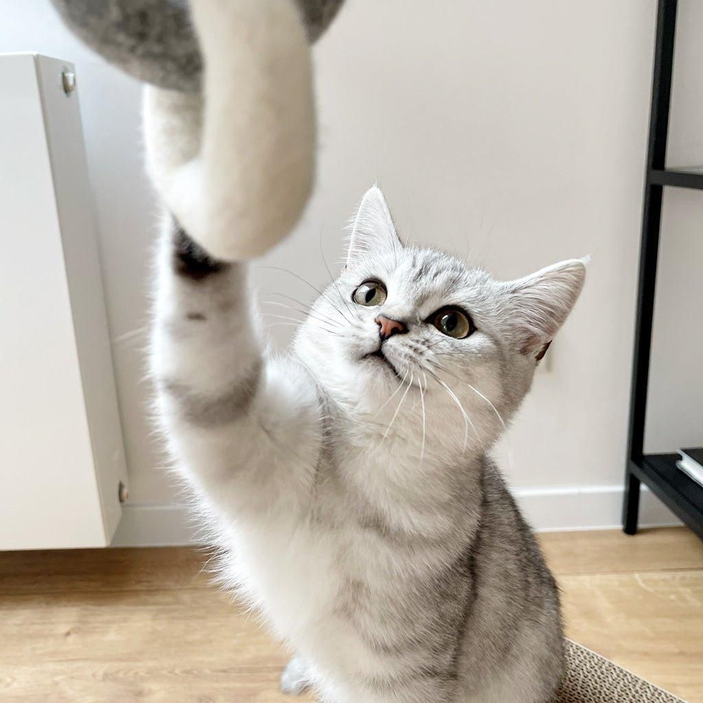 Katzenspielzeug RING-RING - Askmy4Cats