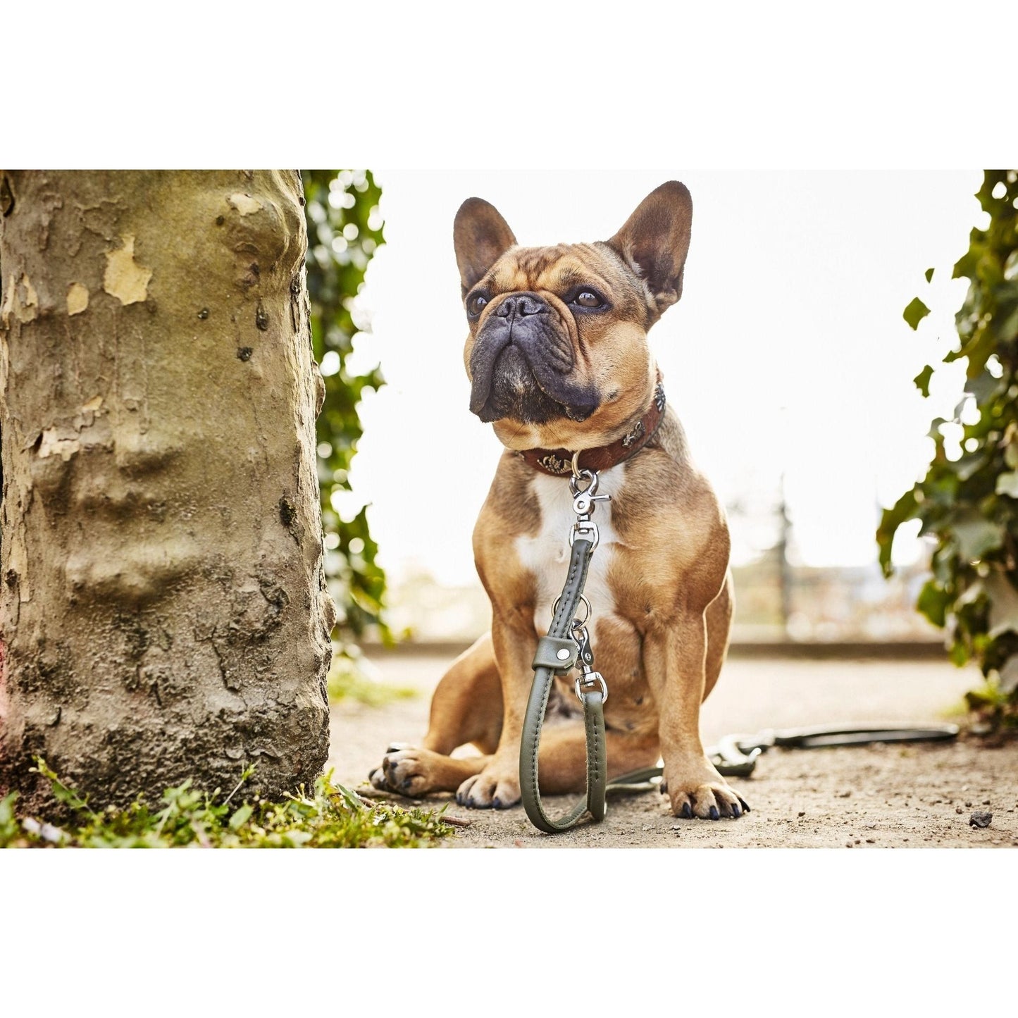 LABONI BAVARIA - Exklusives Hundehalsband im aufregenden Material-Mix - Askmy4Cats