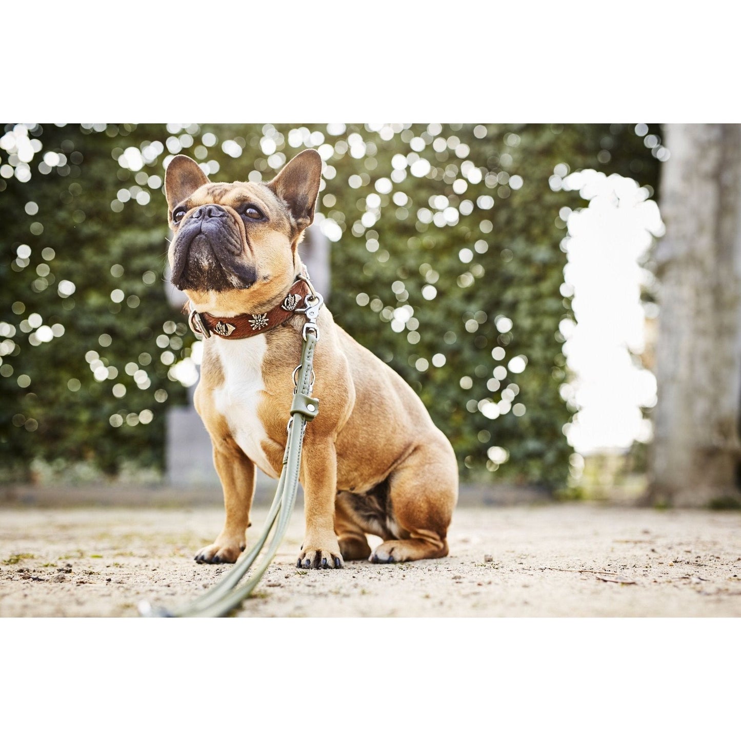 LABONI BAVARIA - Exklusives Hundehalsband im aufregenden Material-Mix - Askmy4Cats