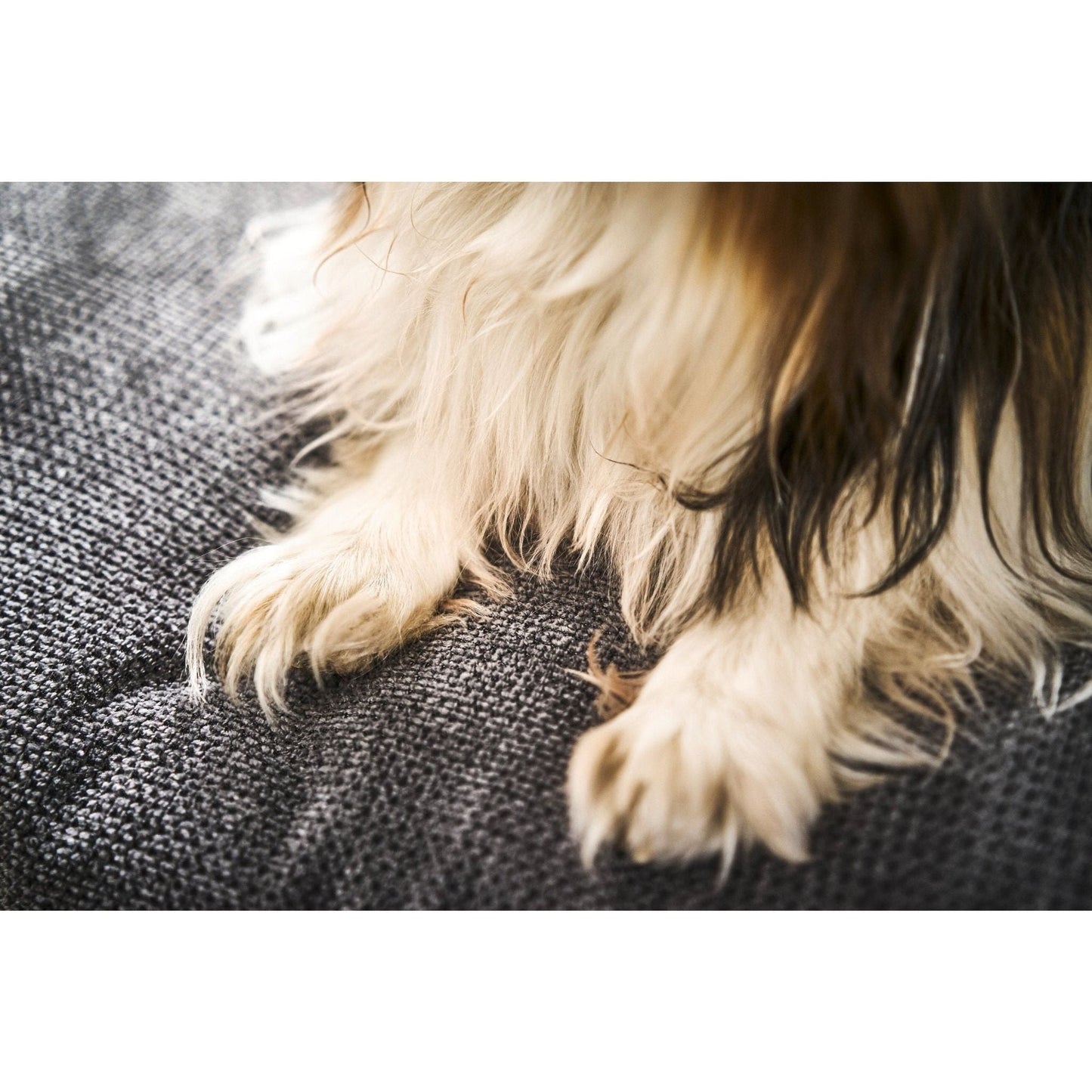 LABONI CLASSIC Hunde Betten - TUDOR - Askmy4Cats