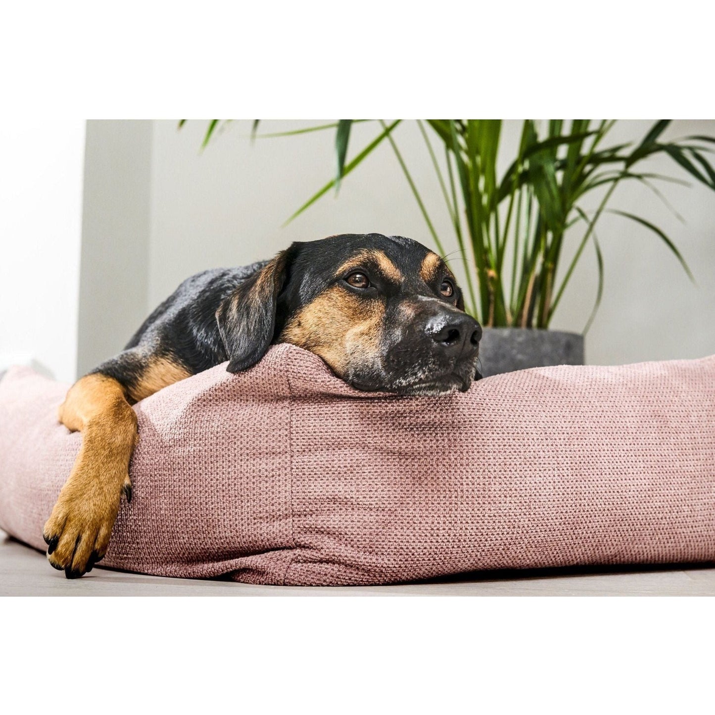 LABONI CLASSIC Hunde Betten - TUDOR - Askmy4Cats