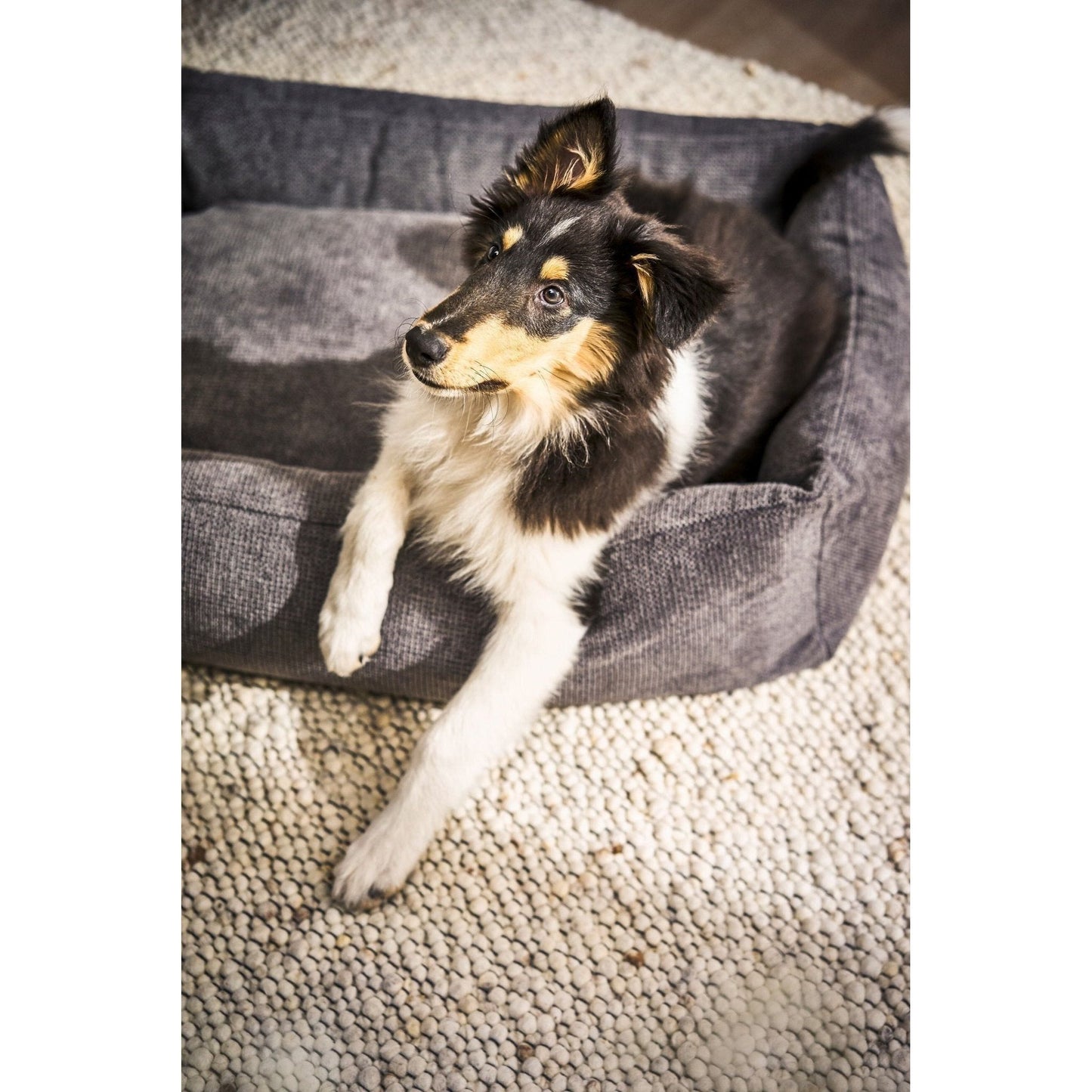 LABONI CLASSIC Hunde Betten - TUDOR - Askmy4Cats