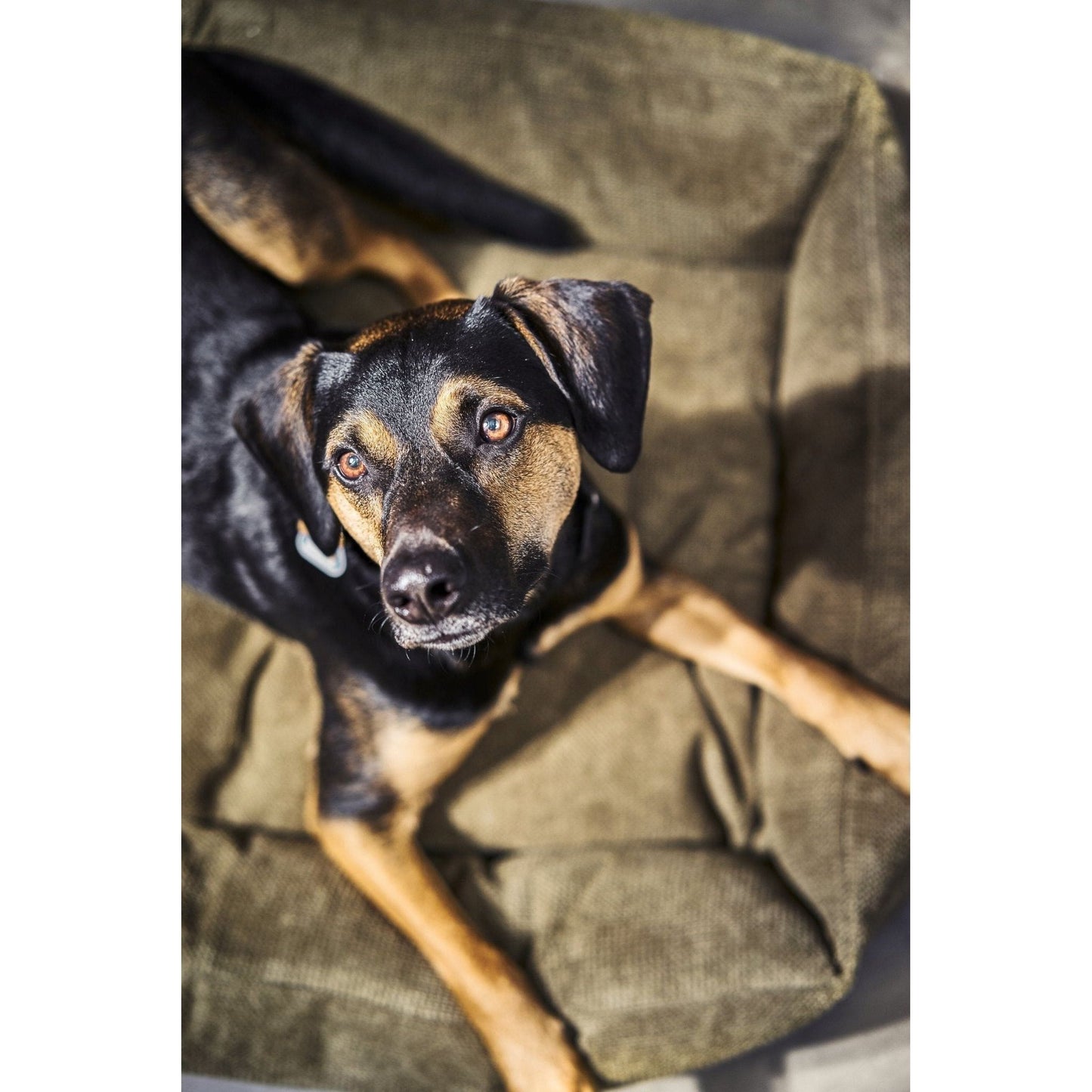 LABONI CLASSIC Hunde Betten - TUDOR - Askmy4Cats