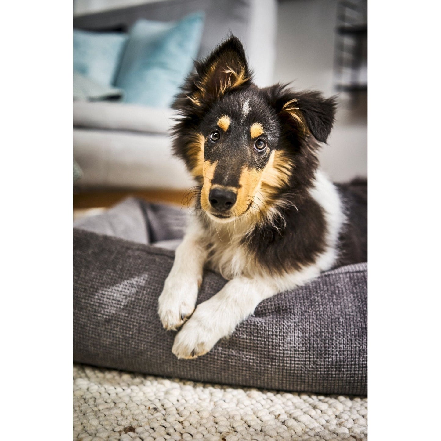 LABONI CLASSIC Hunde Betten - TUDOR - Askmy4Cats