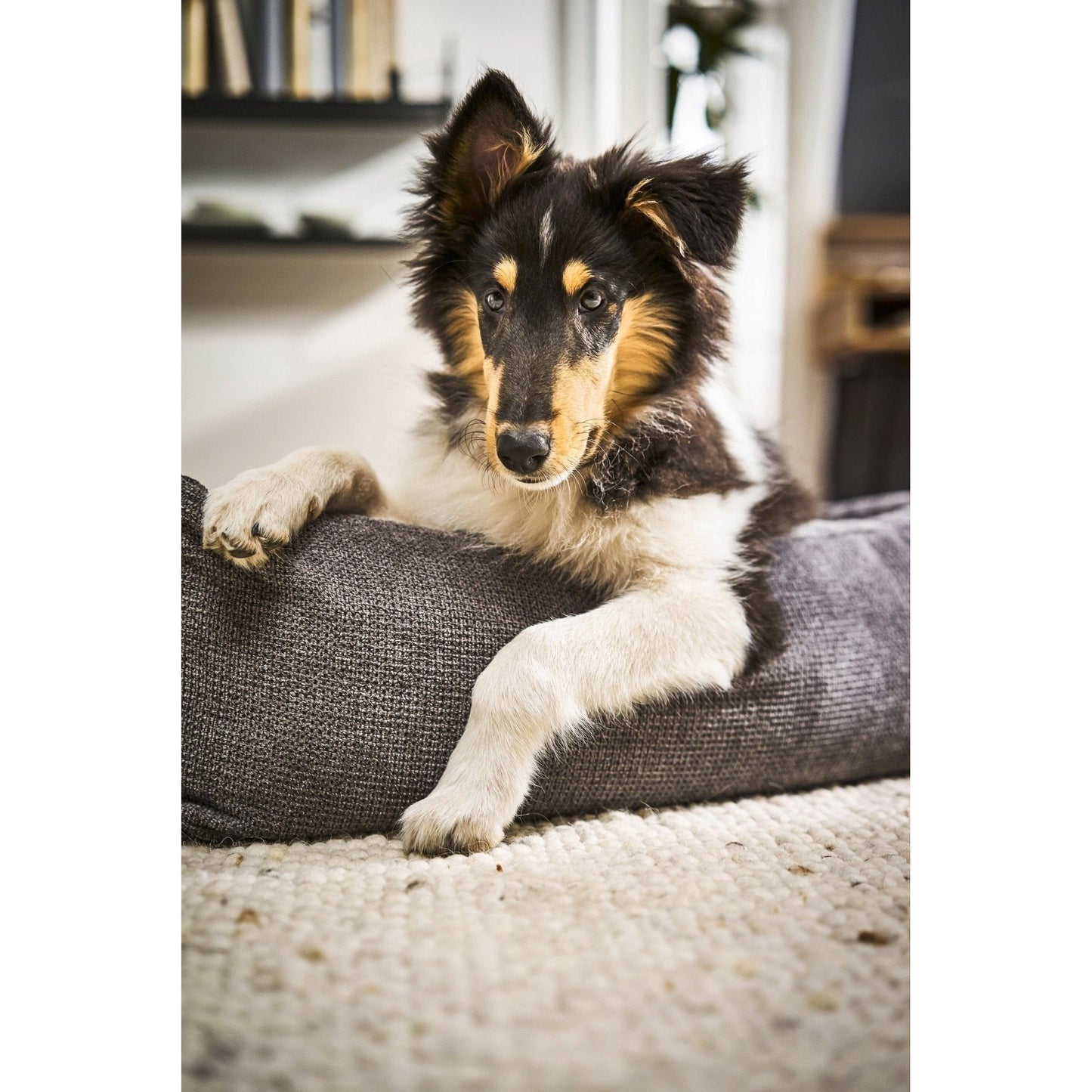 LABONI CLASSIC Hunde Betten - TUDOR - Askmy4Cats