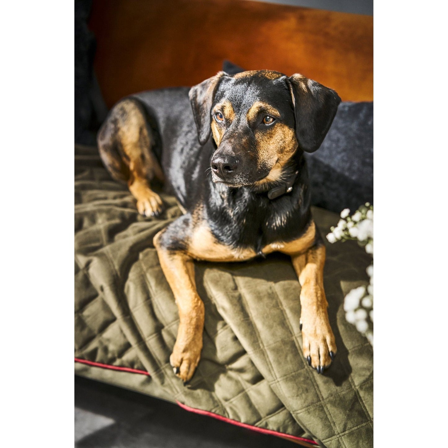 LABONI Decke OXFORD - strapazierfähige Hundedecke in edler Samtoptik - Askmy4Cats