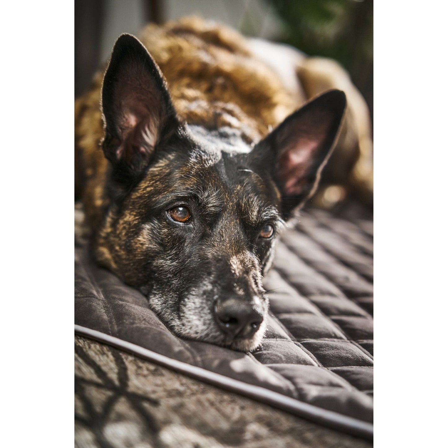 LABONI Decke OXFORD - strapazierfähige Hundedecke in edler Samtoptik - Askmy4Cats