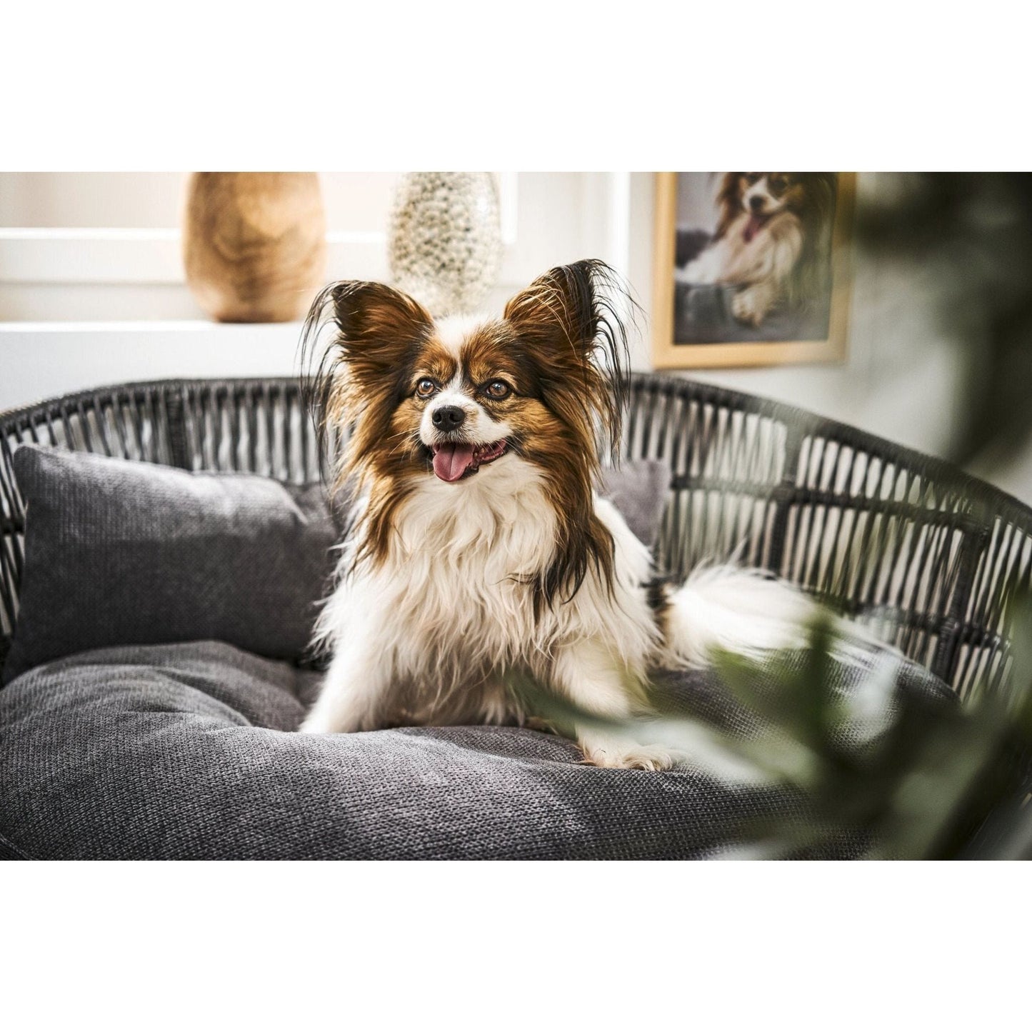 LABONI PRADO - Design-Hundebett Kollektion TUDOR - Askmy4Cats