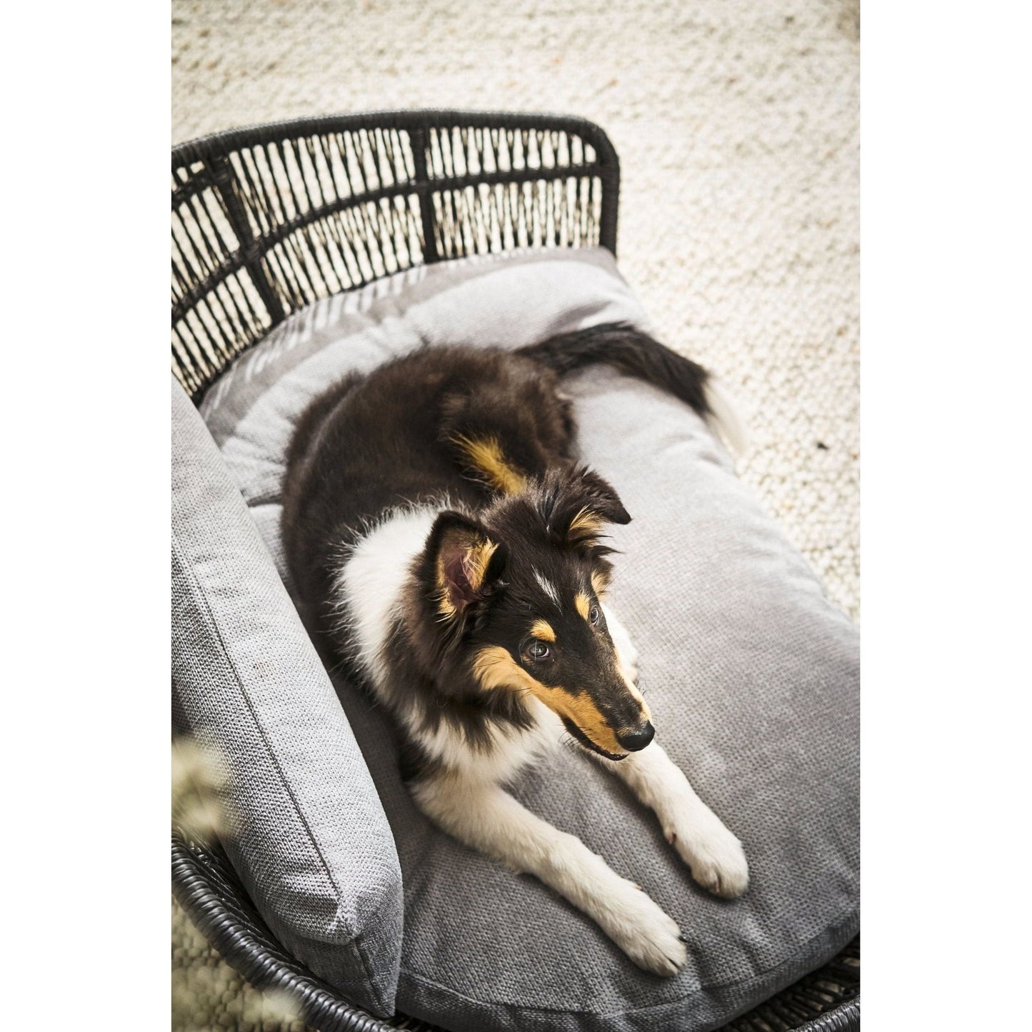 LABONI PRADO - Design-Hundebett Kollektion TUDOR - Askmy4Cats