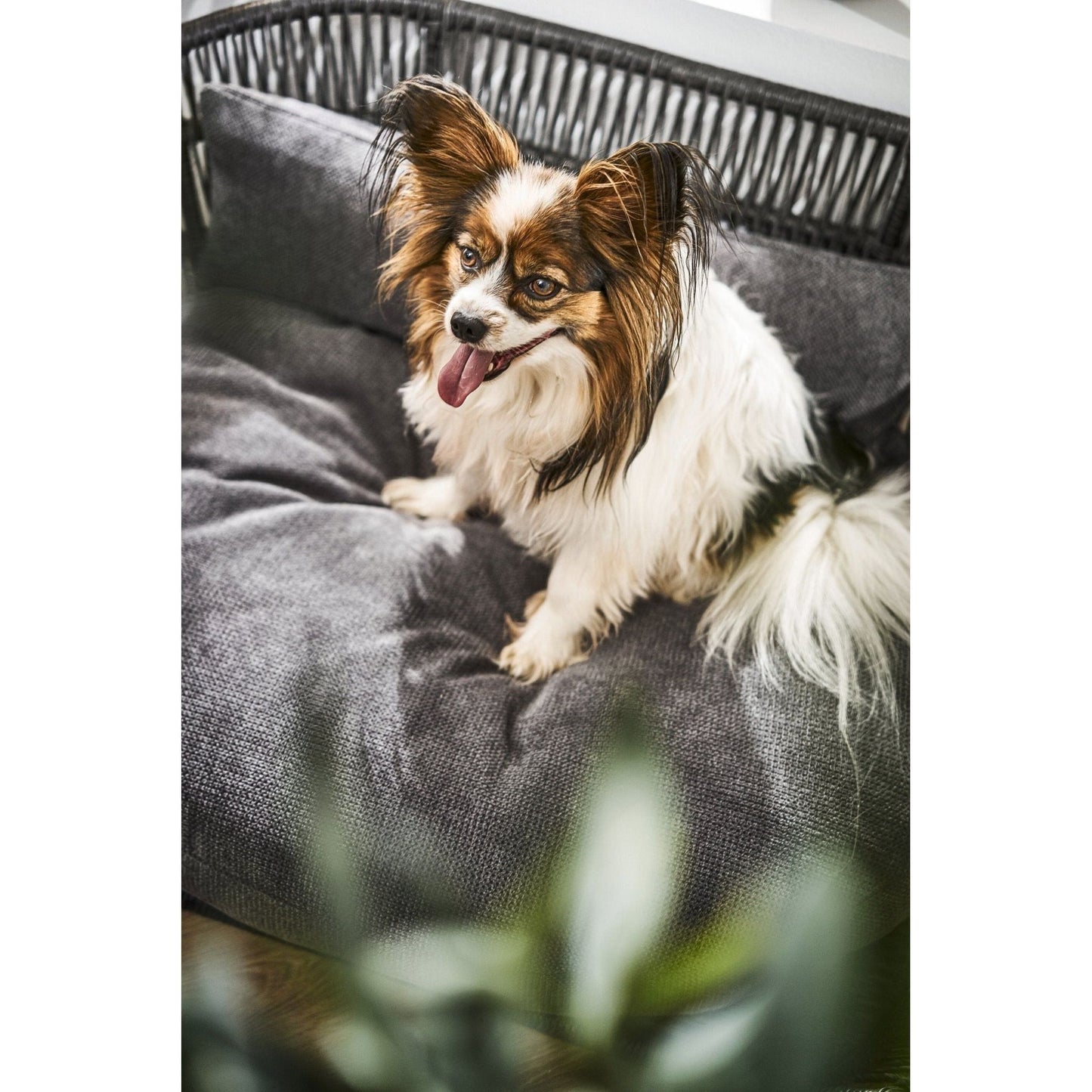 LABONI PRADO - Design-Hundebett Kollektion TUDOR - Askmy4Cats