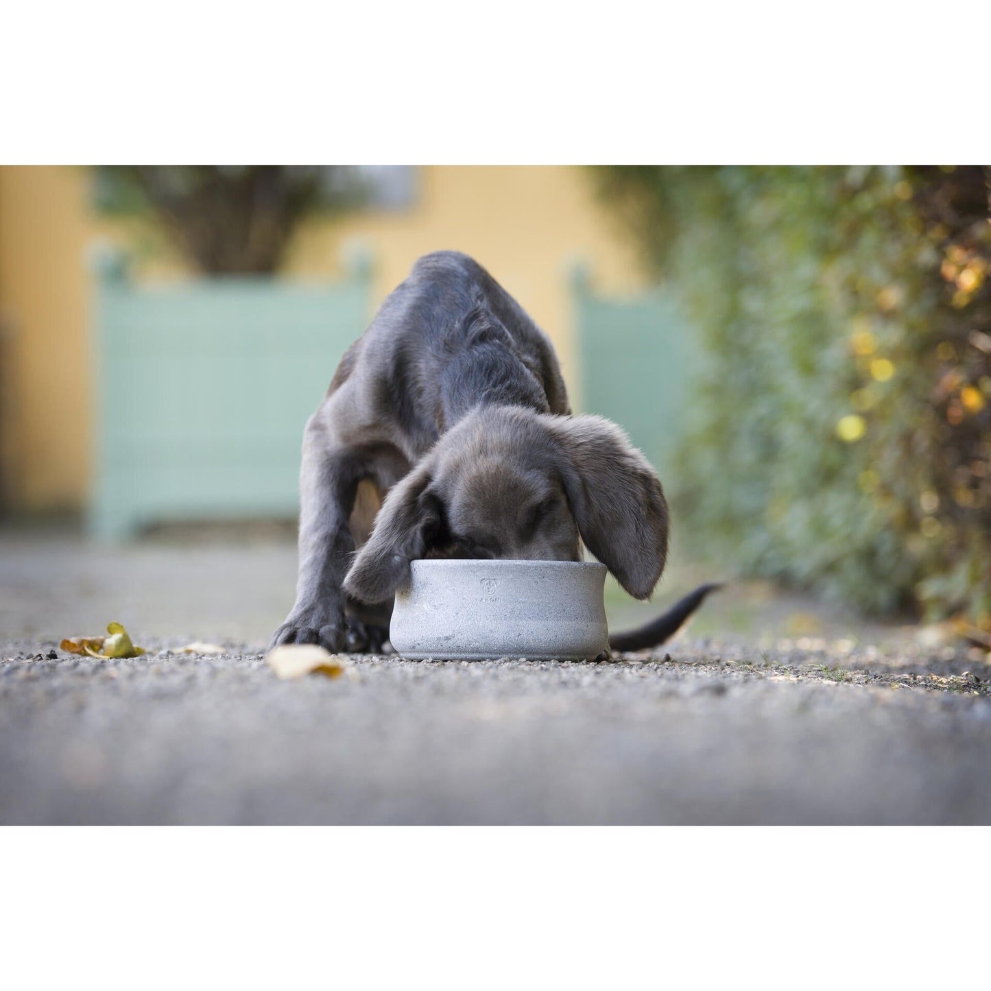 LABONI "ROCKY" - Edel-Napf für Hund und Katze - Askmy4Cats