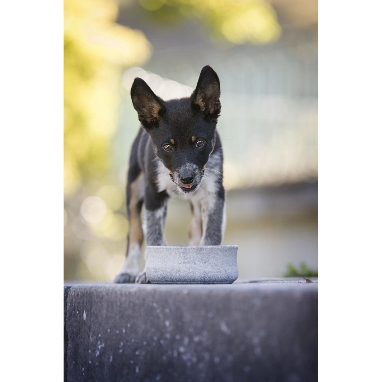 LABONI "ROCKY" - Edel-Napf für Hund und Katze - Askmy4Cats