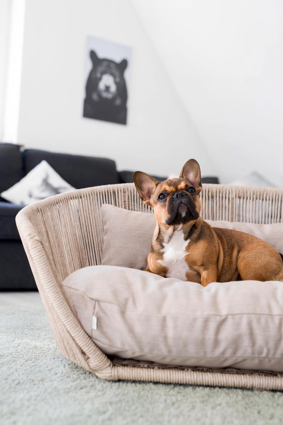 LABONI VOGUE - Design-Hundebett SMOOTH - Askmy4Cats