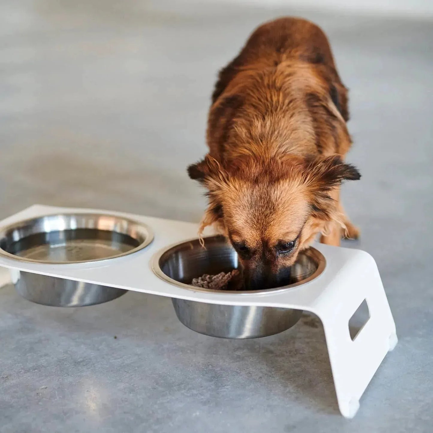 WILLIAM WALKER Futterstation Serve - Askmy4Cats
