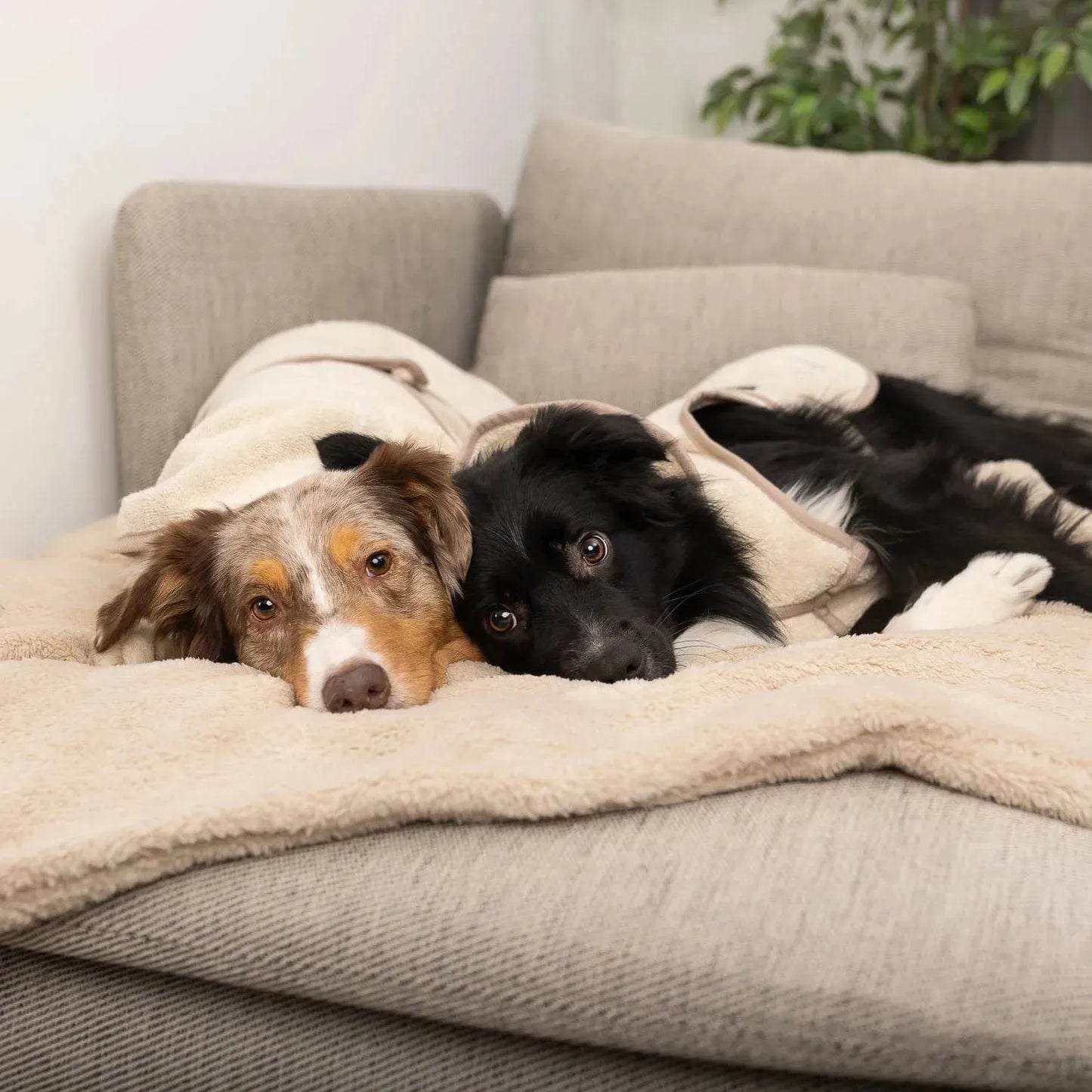 WILLIAM WALKER Hundebademantel SPA - Askmy4Cats