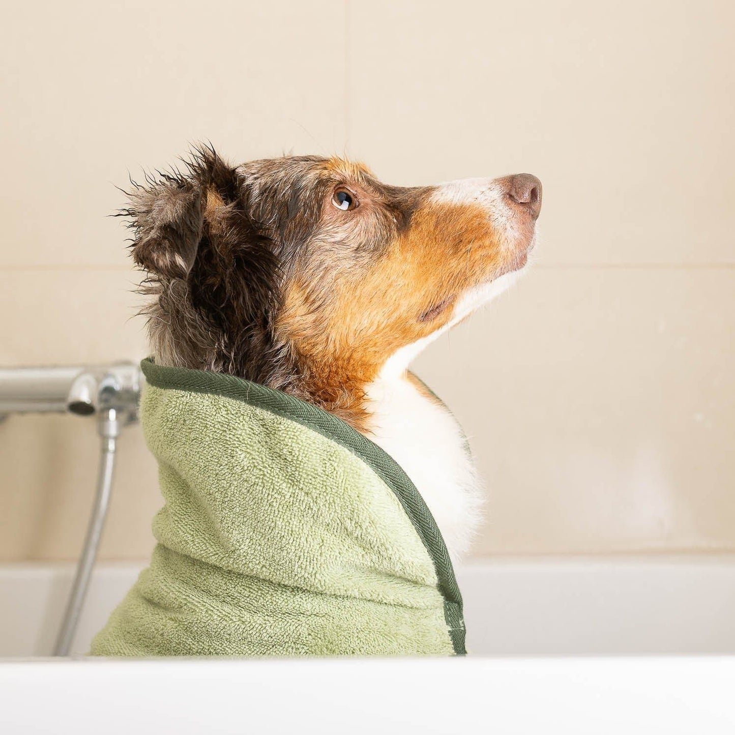 WILLIAM WALKER Hundebademantel SPA - Askmy4Cats