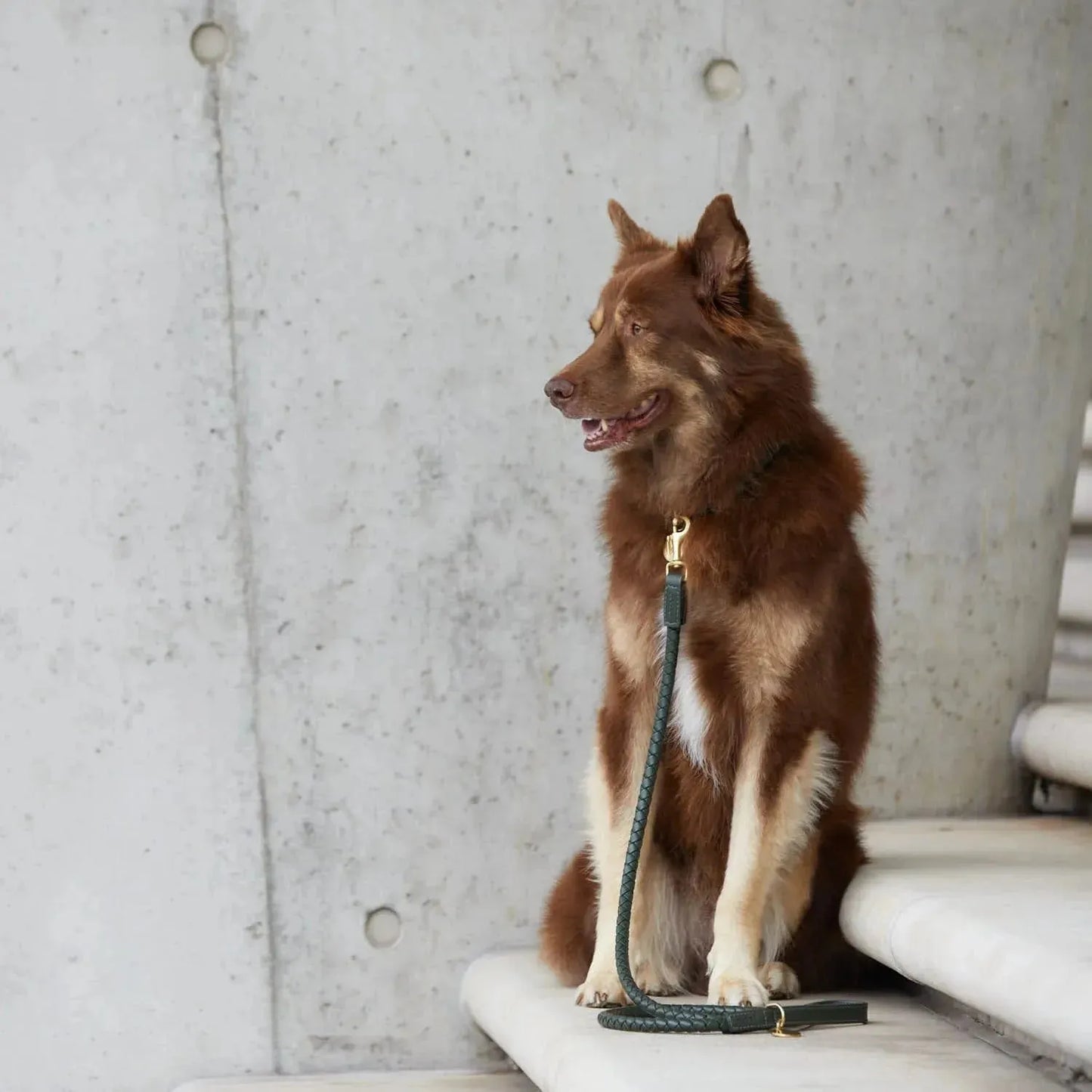 WILLIAM WALKER Hundehalsband Twisted - Askmy4Cats