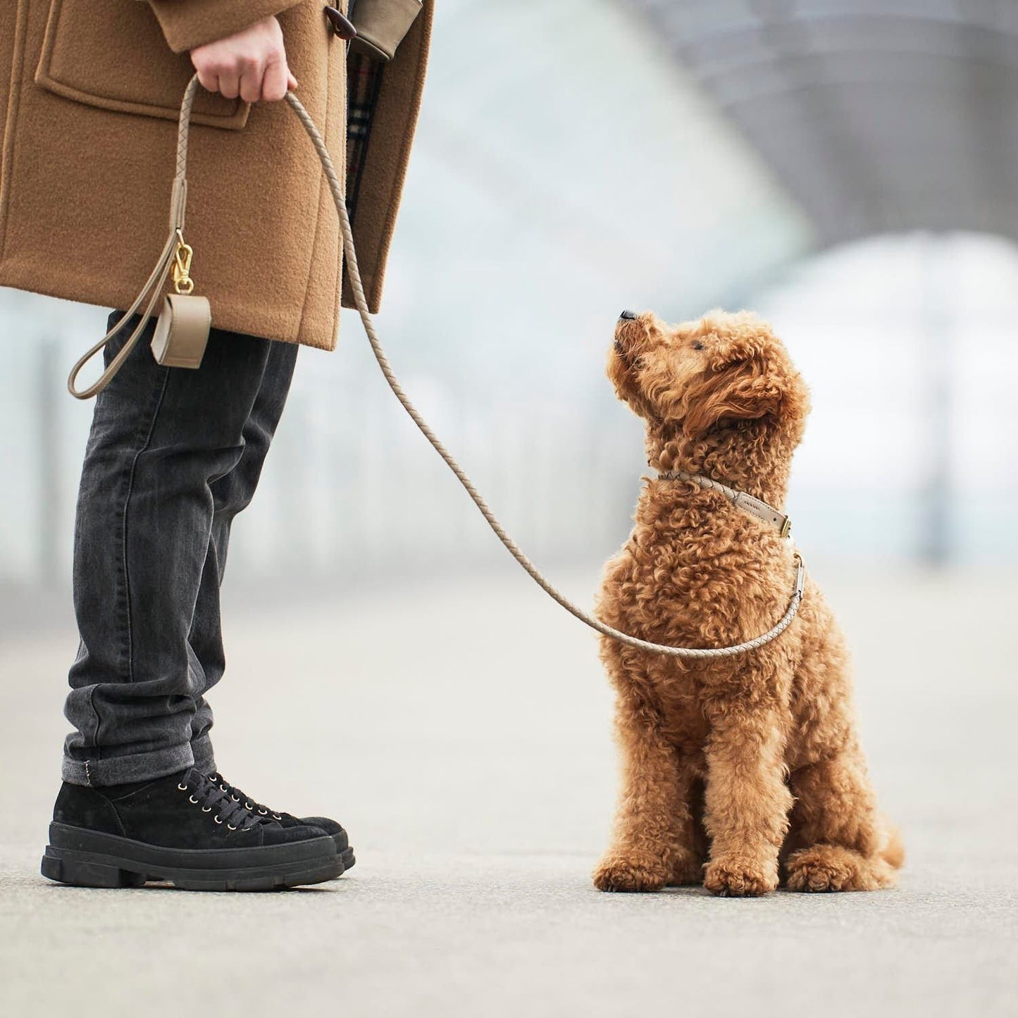 WILLIAM WALKER Hundehalsband Twisted - Askmy4Cats