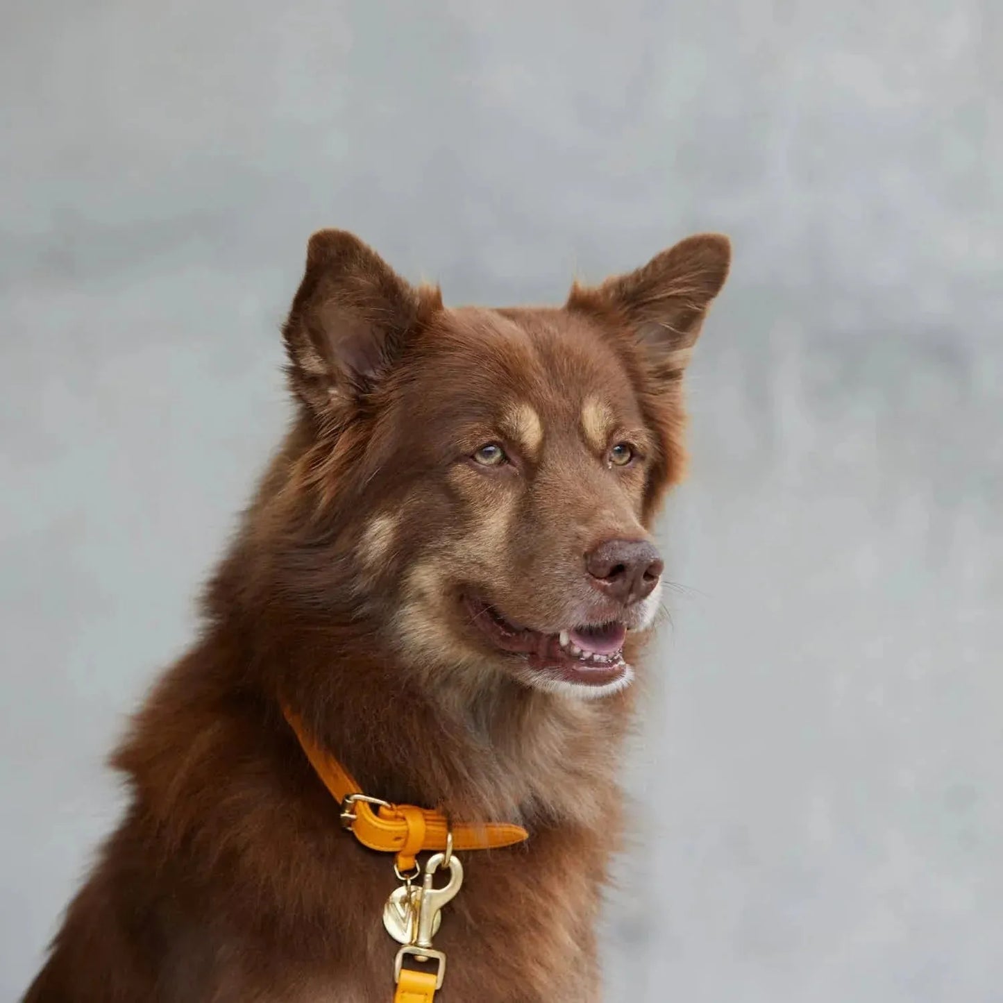 WILLIAM WALKER Hundehalsband Twisted - Askmy4Cats