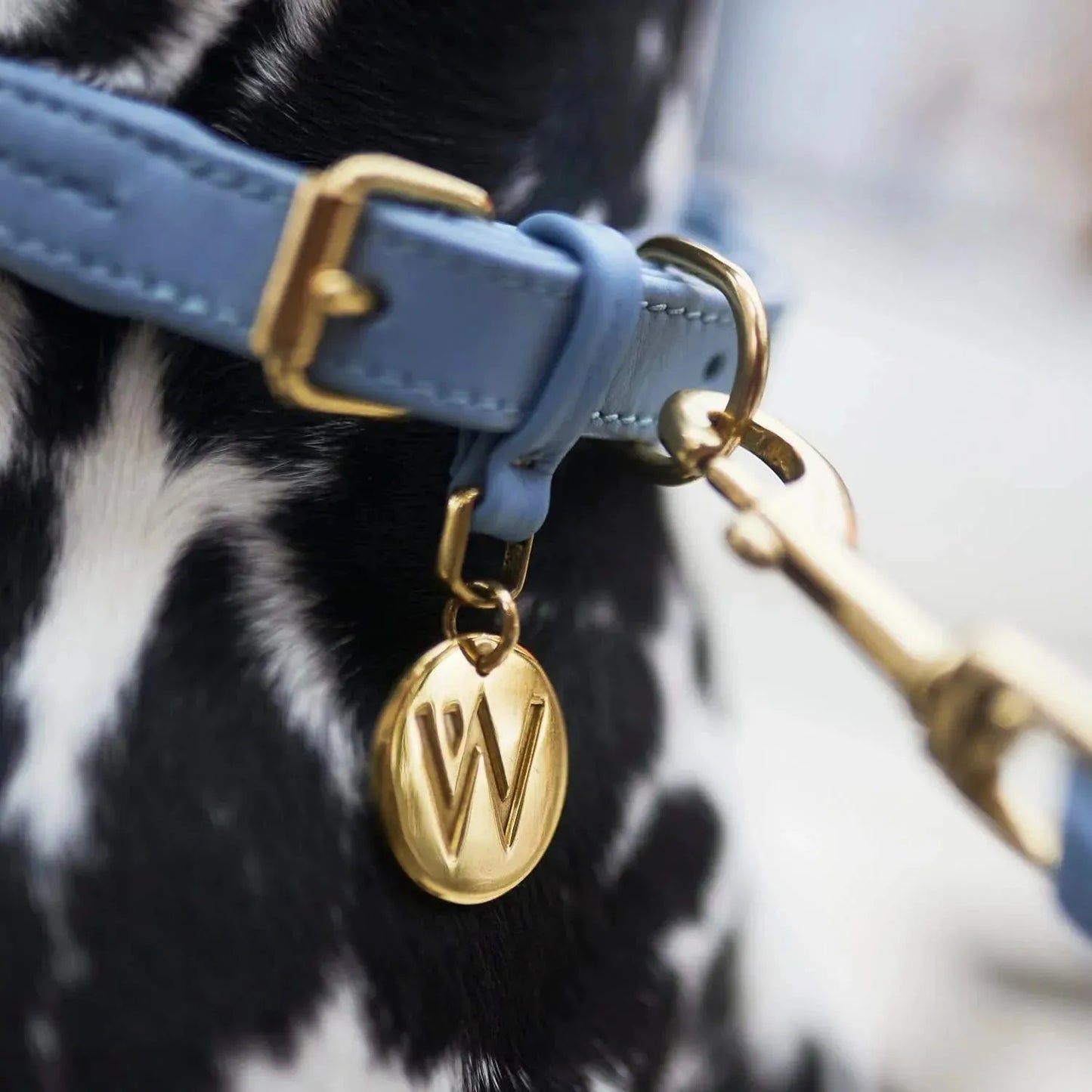 WILLIAM WALKER Hundehalsband Twisted - Askmy4Cats