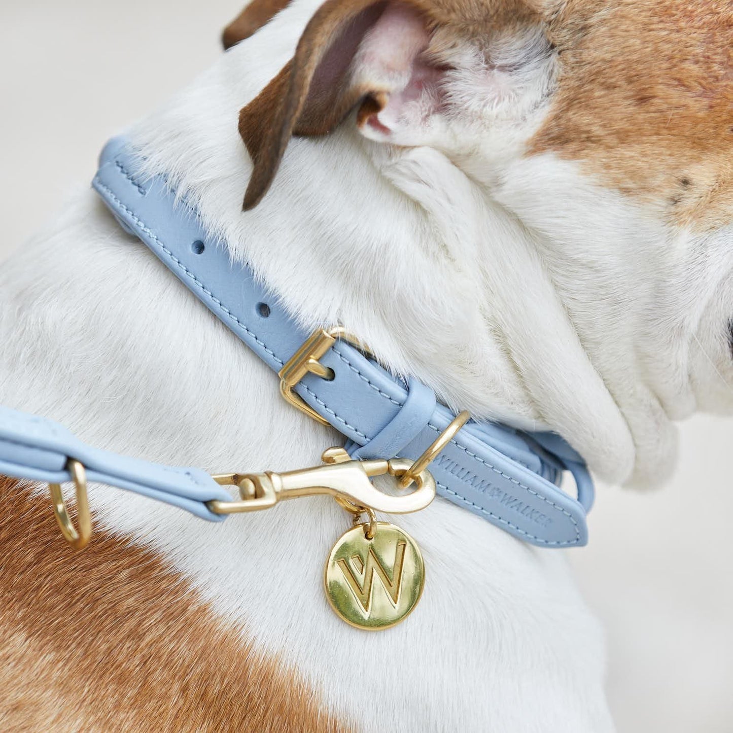 WILLIAM WALKER Hundehalsband Twisted - Askmy4Cats