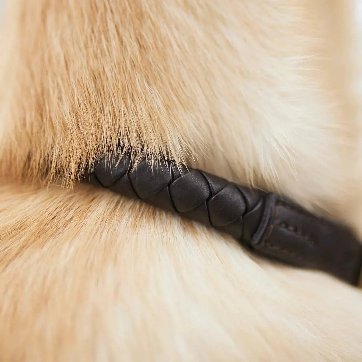 WILLIAM WALKER Hundehalsband Twisted - Askmy4Cats