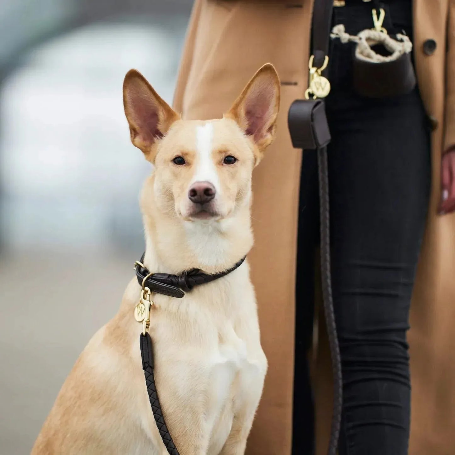 WILLIAM WALKER Hundehalsband Twisted - Askmy4Cats