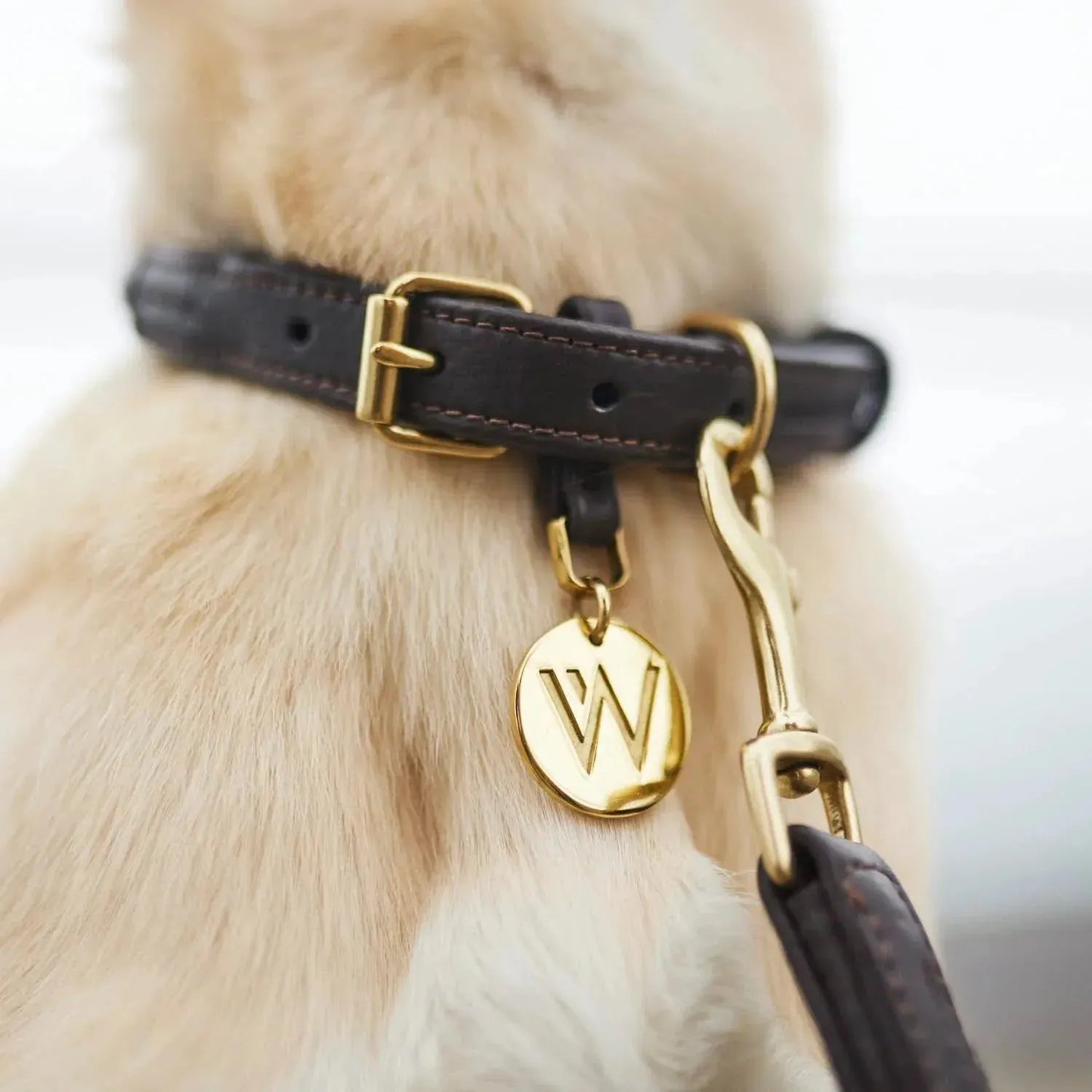 WILLIAM WALKER Hundehalsband Twisted - Askmy4Cats