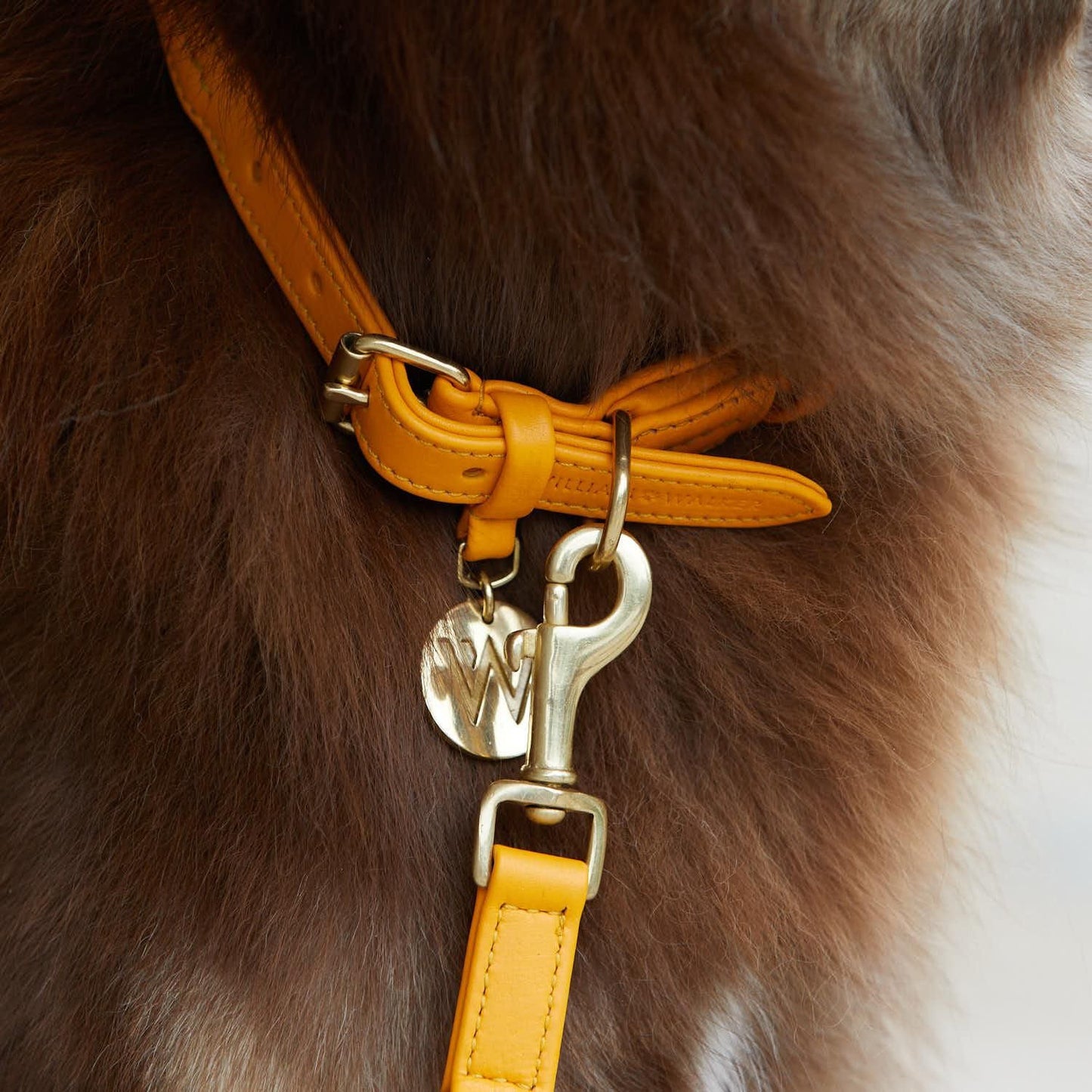 WILLIAM WALKER Hundehalsband Twisted - Askmy4Cats