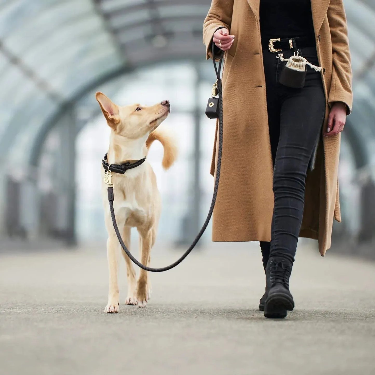 WILLIAM WALKER Hundehalsband Twisted - Askmy4Cats