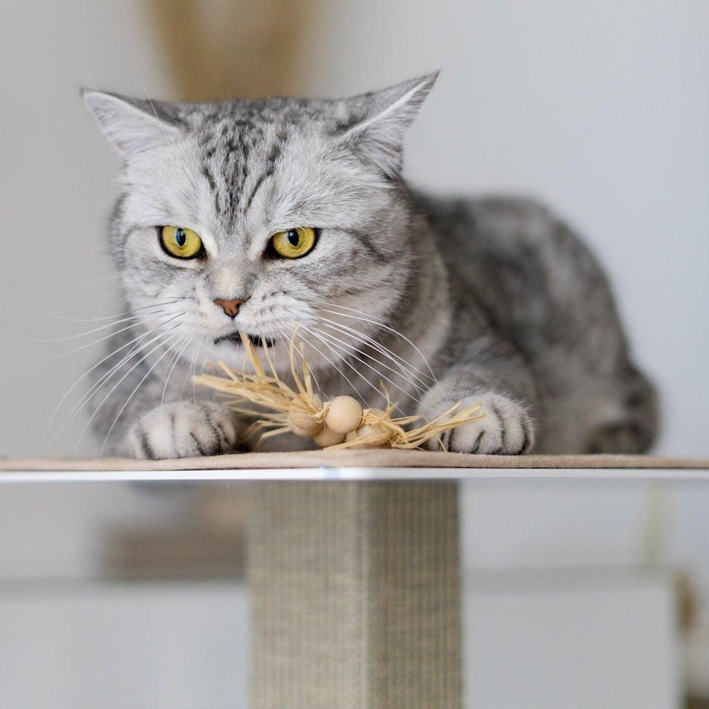 WOODIE CIRCLE Spielzeug für Katzen - Askmy4Cats