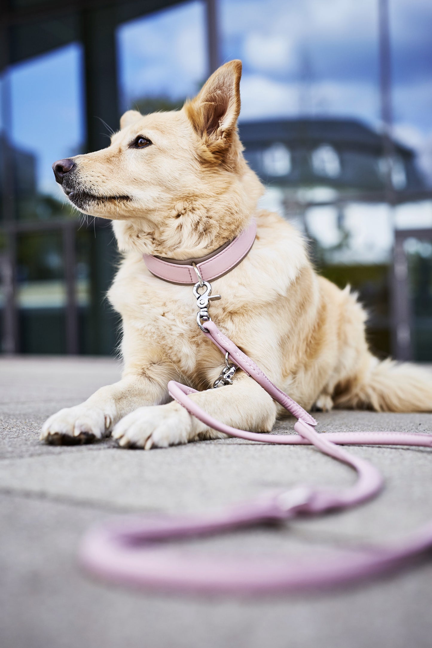 LABONI AMICI Hundeleine aus Leder - Elegante Hundeleine für modebewusste Hundefreunde