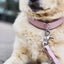 LABONI Halsband AMICI für den Hund - Stilvolles Nappa-Halsband für modebewusste Hundefreunde
