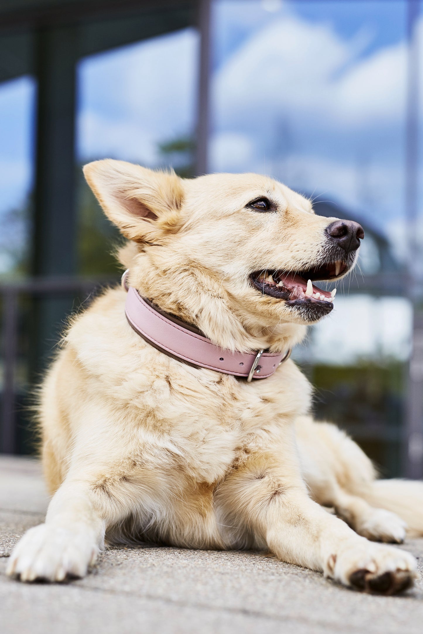 LABONI Halsband AMICI für den Hund - Stilvolles Nappa-Halsband für modebewusste Hundefreunde