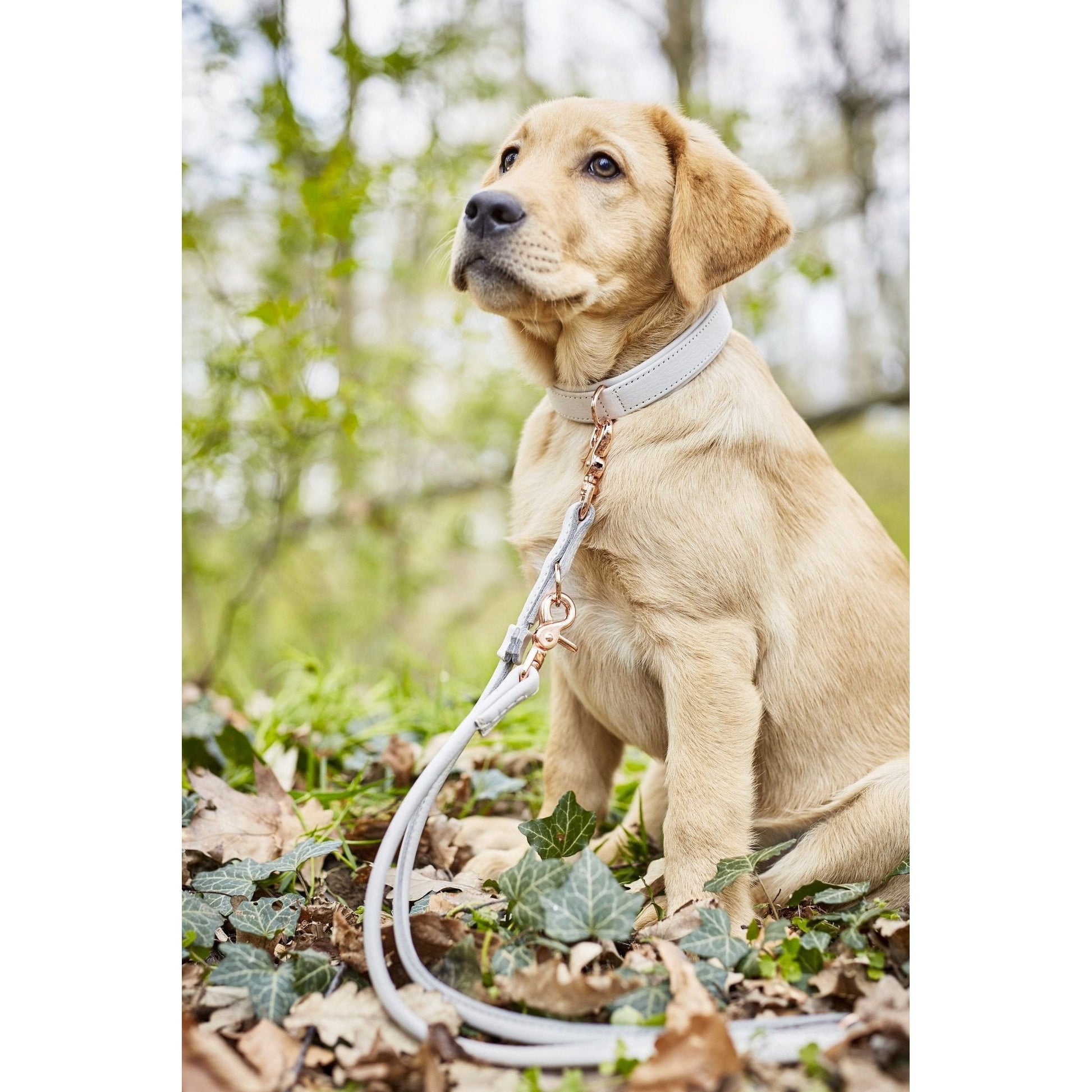 LABONI AMICI Hundeleine aus Leder - Elegante Hundeleine für modebewusste Hundefreunde - Askmy4Cats