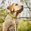 LABONI AMICI Hundeleine aus Leder - Elegante Hundeleine für modebewusste Hundefreunde - Askmy4Cats