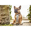 LABONI BAVARIA - Exklusives Hundehalsband im aufregenden Material-Mix - Askmy4Cats