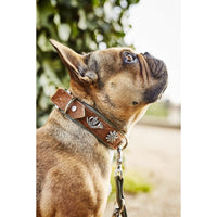 LABONI BAVARIA - Exklusives Hundehalsband im aufregenden Material-Mix - Askmy4Cats