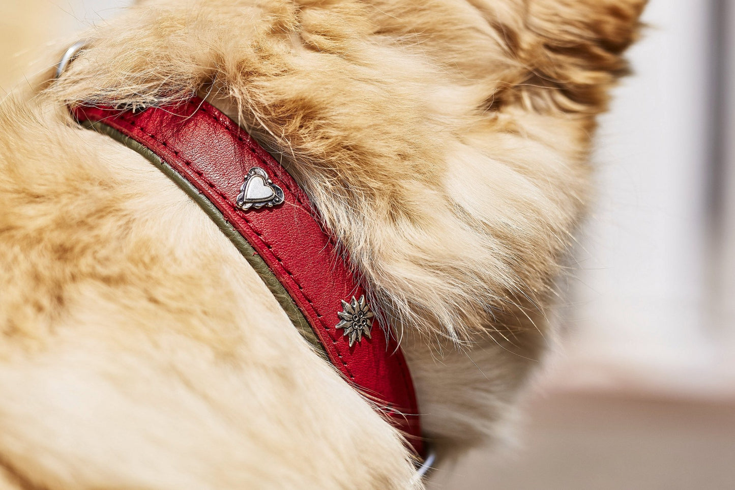 LABONI EDELWEISS - Elegantes Leine & Halsband Set für traditionsbewusste Hundefreunde - Askmy4Cats