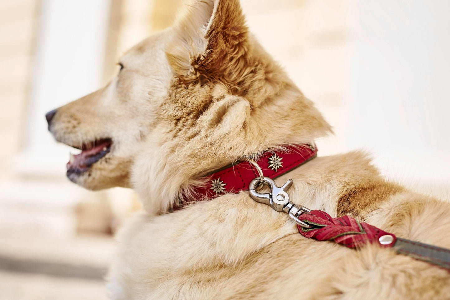 LABONI EDELWEISS - Elegantes Leine & Halsband Set für traditionsbewusste Hundefreunde - Askmy4Cats