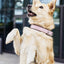 LABONI Halsband AMICI für den Hund - Stilvolles Nappa-Halsband für modebewusste Hundefreunde - Askmy4Cats