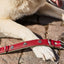 LABONI Halsband EDELWEISS für den Hund - Elegantes Hundehalsband mit stilvollen Applikationen - Askmy4Cats