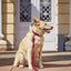 LABONI Halsband EDELWEISS für den Hund - Elegantes Hundehalsband mit stilvollen Applikationen - Askmy4Cats