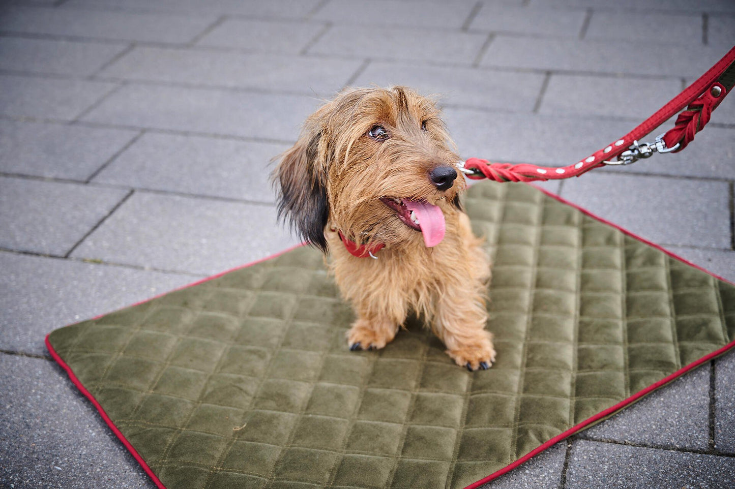 LABONI Leine EDELWEISS für den Hund - Raffinierte Hundeleine aus robustem Fettleder mit handgeflochtenen Details - Askmy4Cats