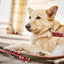 LABONI Leine EDELWEISS für den Hund - Raffinierte Hundeleine aus robustem Fettleder mit handgeflochtenen Details - Askmy4Cats