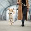 WILLIAM WALKER Hundehalsband Twisted - Askmy4Cats