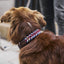WILLIAM WALKER Paracord Hundehalsband Royal - Askmy4Cats