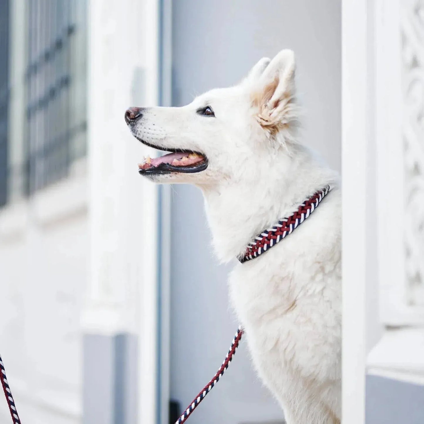 WILLIAM WALKER Paracord Hundehalsband Royal - Askmy4Cats